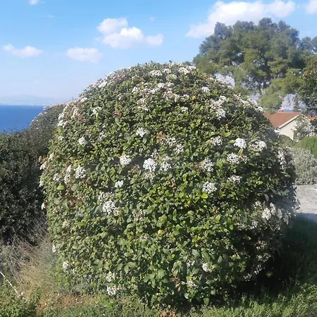 Villa Bonetti Postira